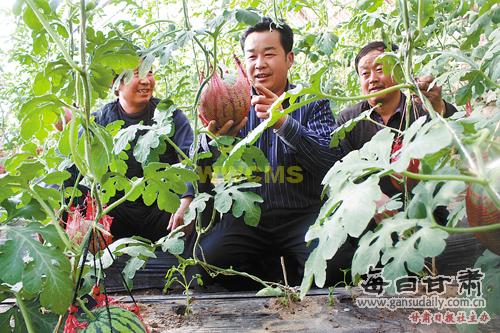 指导温室西瓜的种植技术