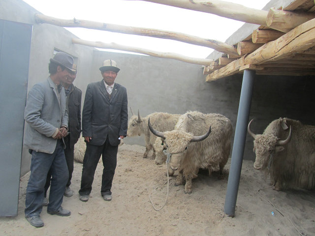 天祝白牦牛在新疆
